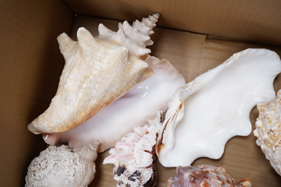 A collection of large sea shells to include a conch
